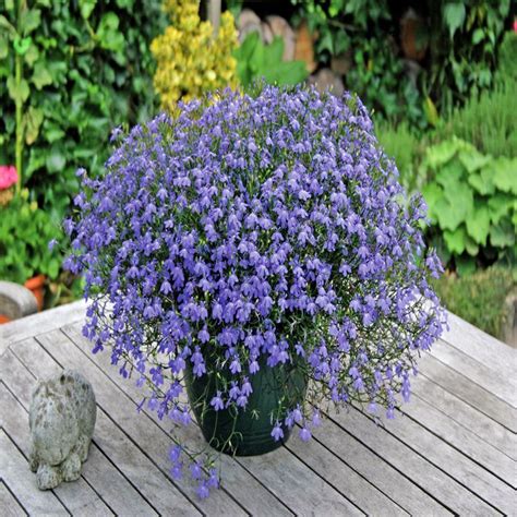 Buy Lobelia Richardii Affordable Gardens4You Co Uk