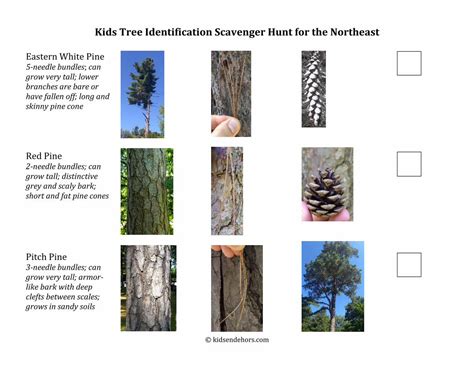 (PDF) Kids Tree Identification Scavenger Hunt for the Northeast · Kids Tree Identification ...