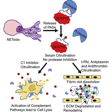 The Rheumatoid Arthritis Associated Citrullinome Cell Chemical Biology