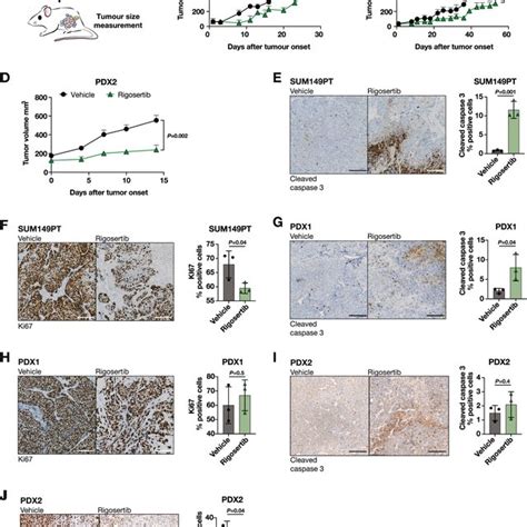 Plk1 Inhibition Upregulates Cell Differentiation Programmes A Schematic