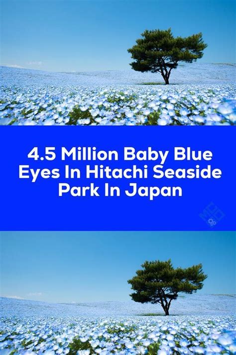 Million Baby Blue Eyes In Hitachi Seaside Park In Japan Seaside