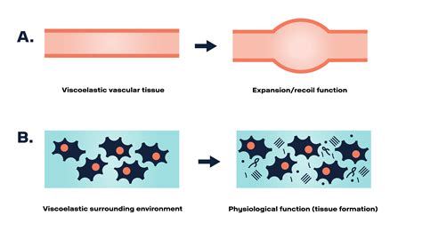 Bone Regeneration Enhanced By Using A Viscoelastic Hydrogel