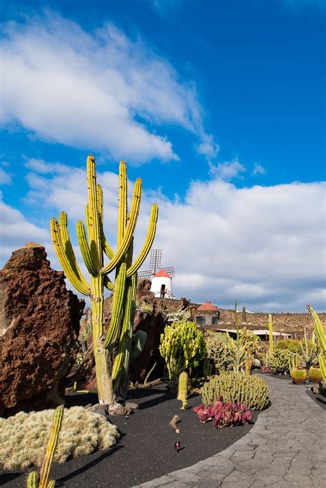 Jard N De Cactus Over Species In Lanzarote