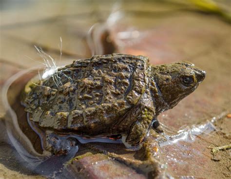 On the Subject of Nature: Common Snapping Turtle