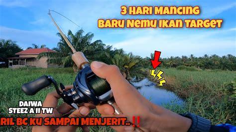 Casting Gabus Haruan Reel Bc Ku Menjerit Di Buat Ikan Ini Youtube