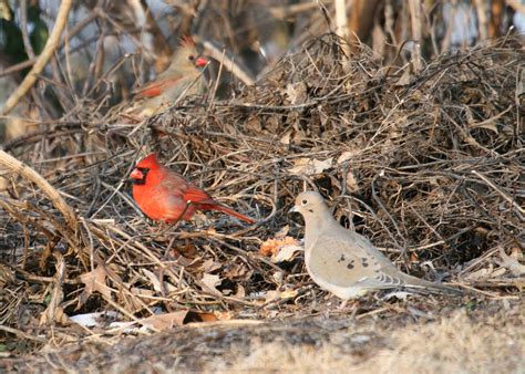 Wildlife for your Woodlot – UW-Madison Extension Forestry