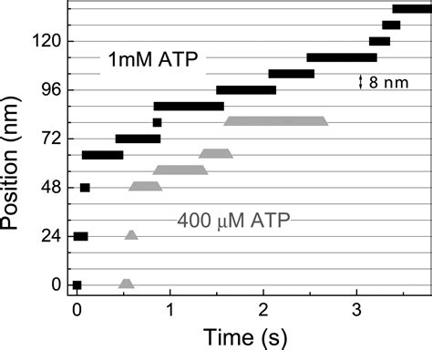 Monte Carlo Modeling Of Single Molecule Cytoplasmic Dynein Pnas