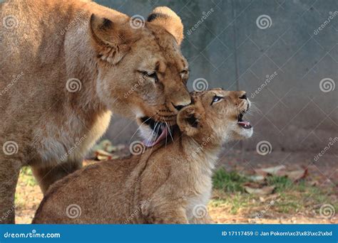 Lioness And Cub Stock Image Image Of Mammiferi Mammal 17117459