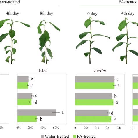 Phenotypic And Physiological Responses Of Fa Treated Tea Plants Under