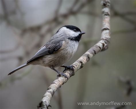 Carolina chickadee - song / call / voice / sound.