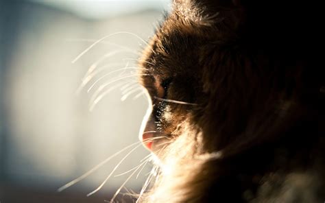 Papel de parede luz solar gato perfil nariz Bigodes emoção pele