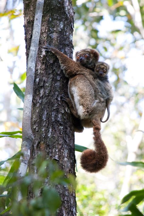 Threatened biodiversity in Madagascar - GlobalGiving