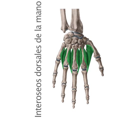 Músculos Interóseos Dorsales