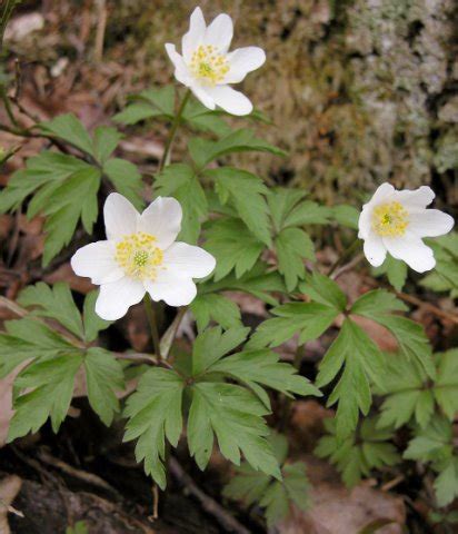 Anemonoides Nemorosa Zawilec Gajowy