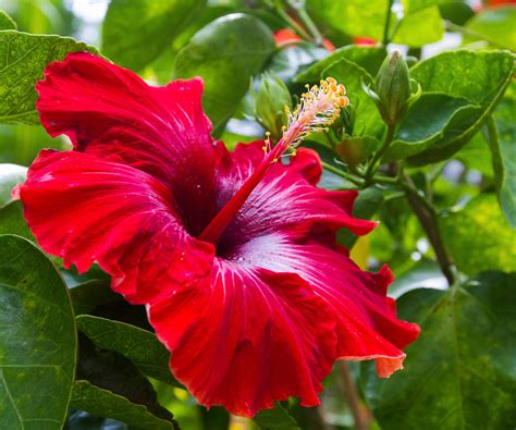 How to propagate hibiscus plants: expert advice for cuttings | Homes
