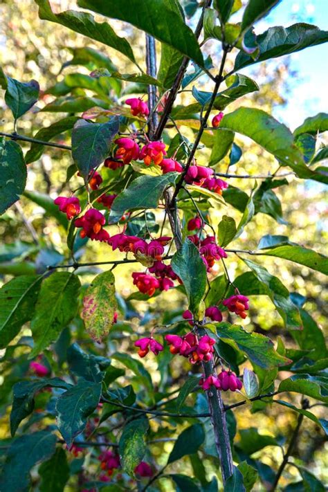 spindle tree euonymus europaeus stock photo image  organic nature