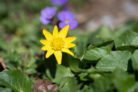 Celandine Yellow Flower - Free photo on Pixabay