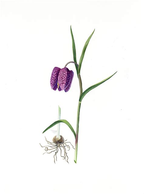 Fritillaria Meleagris On Behance