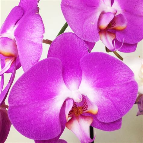 Orchids | Beautiful orchids, Orchids, Amazing flowers