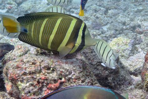 Sailfin Tang Zebrasoma Veliferum Dsc Kris Bruland