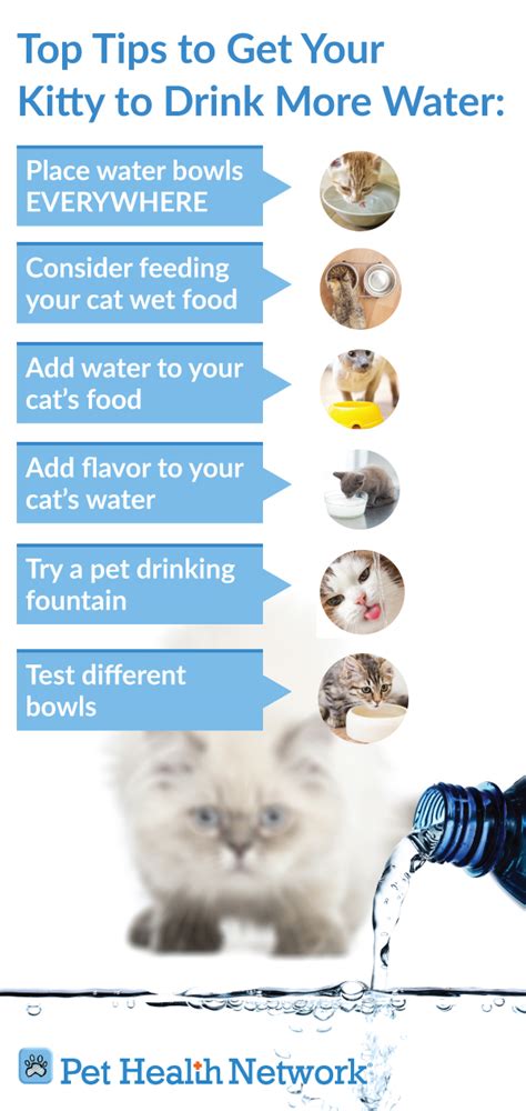 Top Tips To Get Your Kitty To Drink More Water