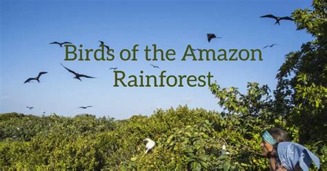 Exploring 28 Birds of the Amazon Rainforest