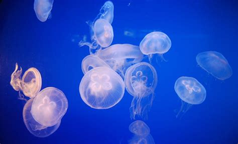 Al Mare Con I Bambini Come Proteggersi Da Meduse E Pesci Velenosi