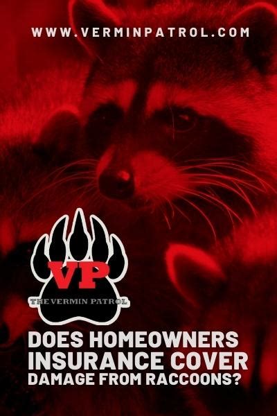 Does Homeowners Insurance Cover Damage From Raccoons The Vermin Patrol