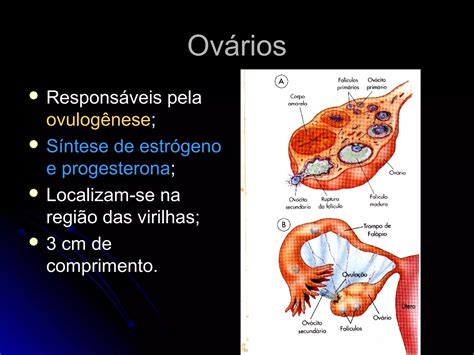 Biologia Sistema Reprodutor Humano Anatomia Feminina Ppt