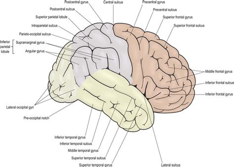 Functional Neuroanatomy Neupsy Key