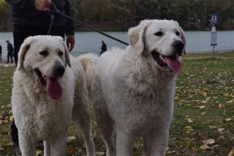 Kuvasz Information & Dog Breed Facts | Dogell.com