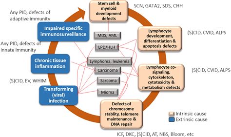 Frontiers Secondary Immune Deficiency And Primary Immune Deficiency