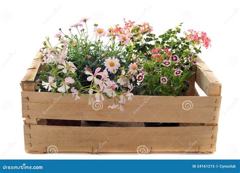 Bloemen In Een Krat Stock Afbeelding Image Of Boeket 24161215