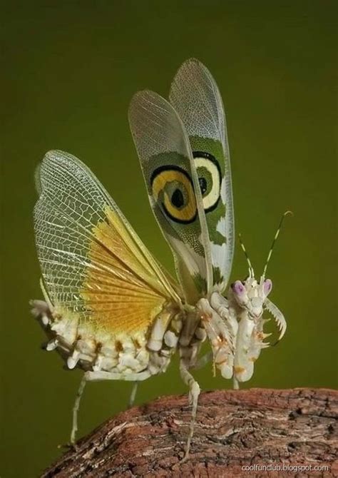 .: Colorful Insects