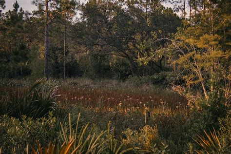 Meadow with Flowers in Forest · Free Stock Photo