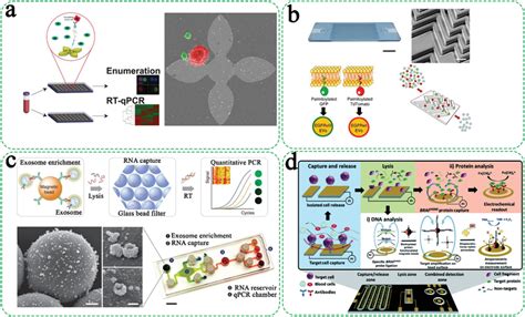 Immunoisolation Of Ctcsevs And Downstream Analysis Of Download Scientific Diagram