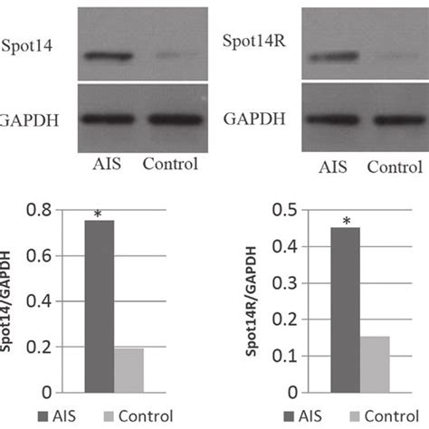 Western Blotting Results Western Blotting Results Demonstrating A