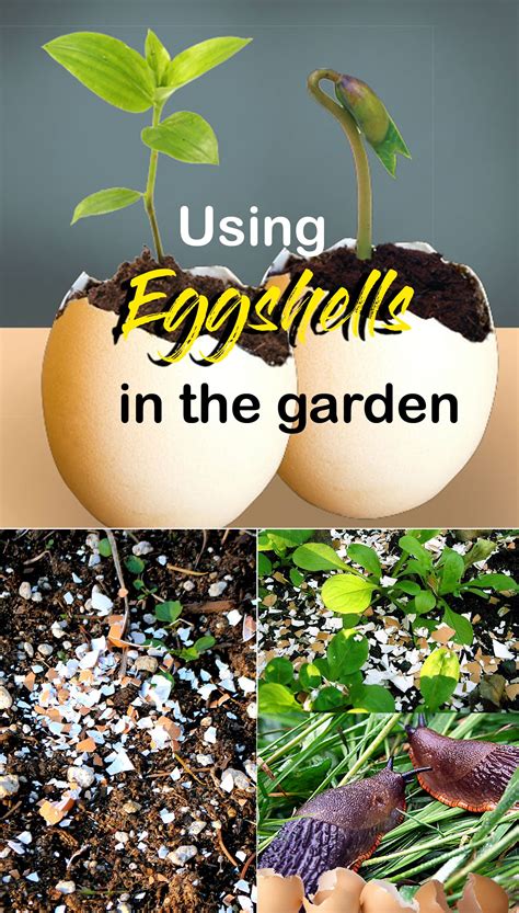 How To Use Eggshells In The Garden Eggshells As Compost Pest