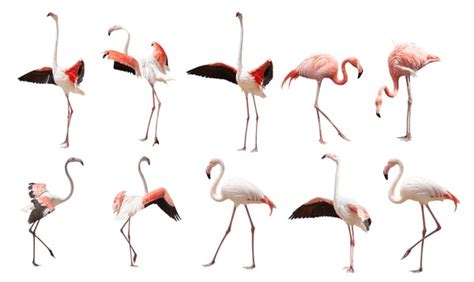 Dance Flamingo Royalty-Free Images, Stock Photos & Pictures | Shutterstock