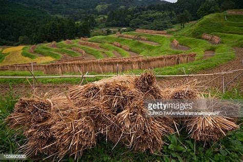 Oyama Senmaida Rice Terraces Photos and Premium High Res Pictures - Getty Images