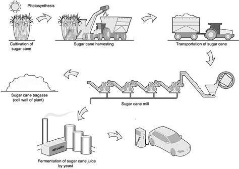 Overview Of Sugar Cane Ethanol Production Download Scientific Diagram