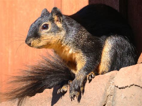 Black Fox Squirrel