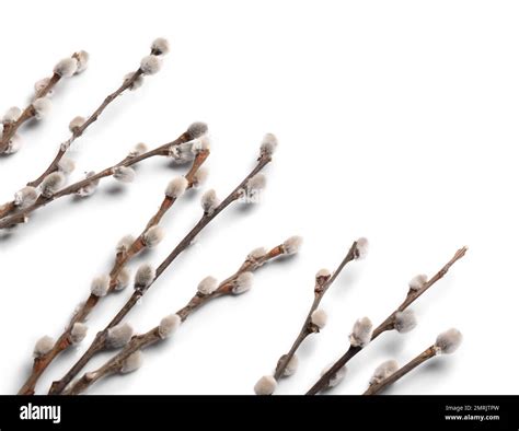 Pussy Willow Branches Isolated On White Background Stock Photo Alamy