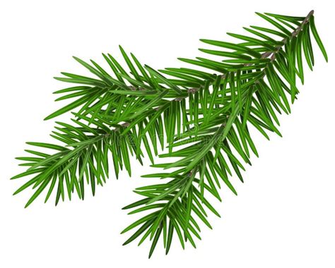 Green Lush Spruce Branch Fir Branch Stock Vector Illustration Of