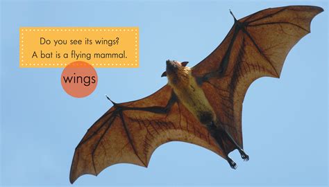 Flying Mammals List