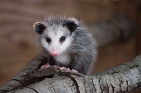 Opossum Wallpapers - Wallpaper Cave