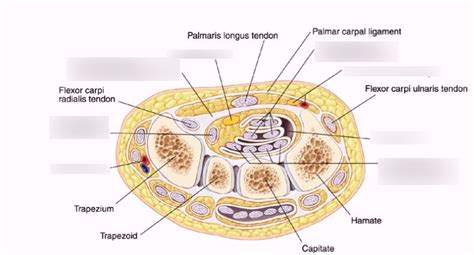 Carpal Tunnel Label Diagram Quizlet