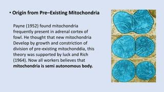 Mitochondria : Powerhouse of the Cell | PPT