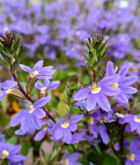 Scaevola Mauve Clusters | Lakeside Plants & Nursery