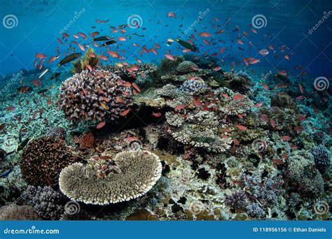 Vibrant Coral Reef In Indonesia Stock Photo Image Of Fish Beautiful